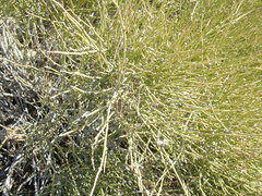Ephedra californica