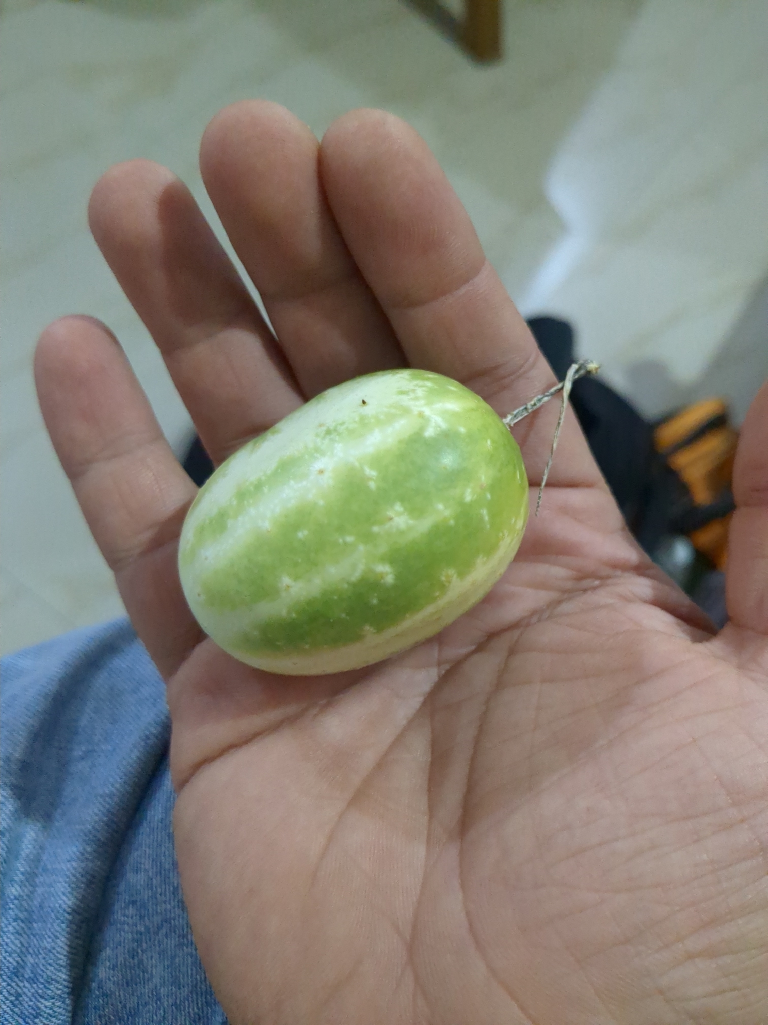 Cucumber (Cucumis sativus)