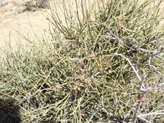 Ephedra californica