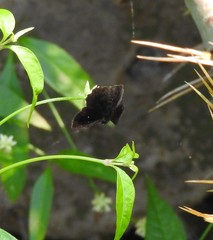 Staphylus ascalaphus