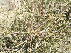 Ephedra californica