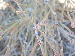 Ephedra californica
