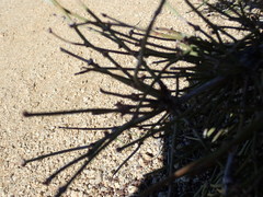 Ephedra californica