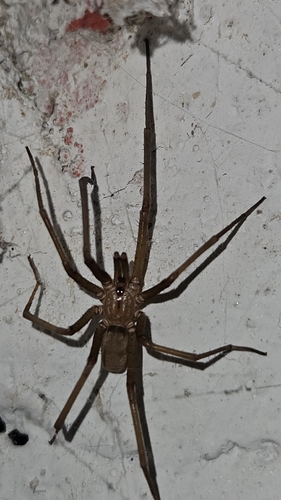 Southern House Spider