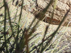Ephedra californica