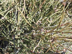 Ephedra californica