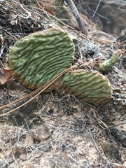 Opuntia aurea