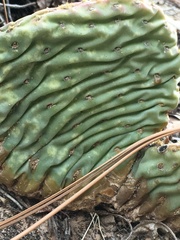 Opuntia aurea