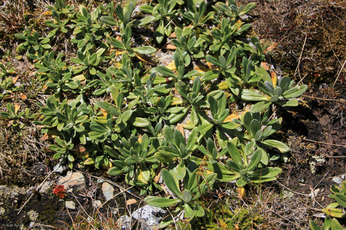 Celmisia haastii observed 2026-02-07