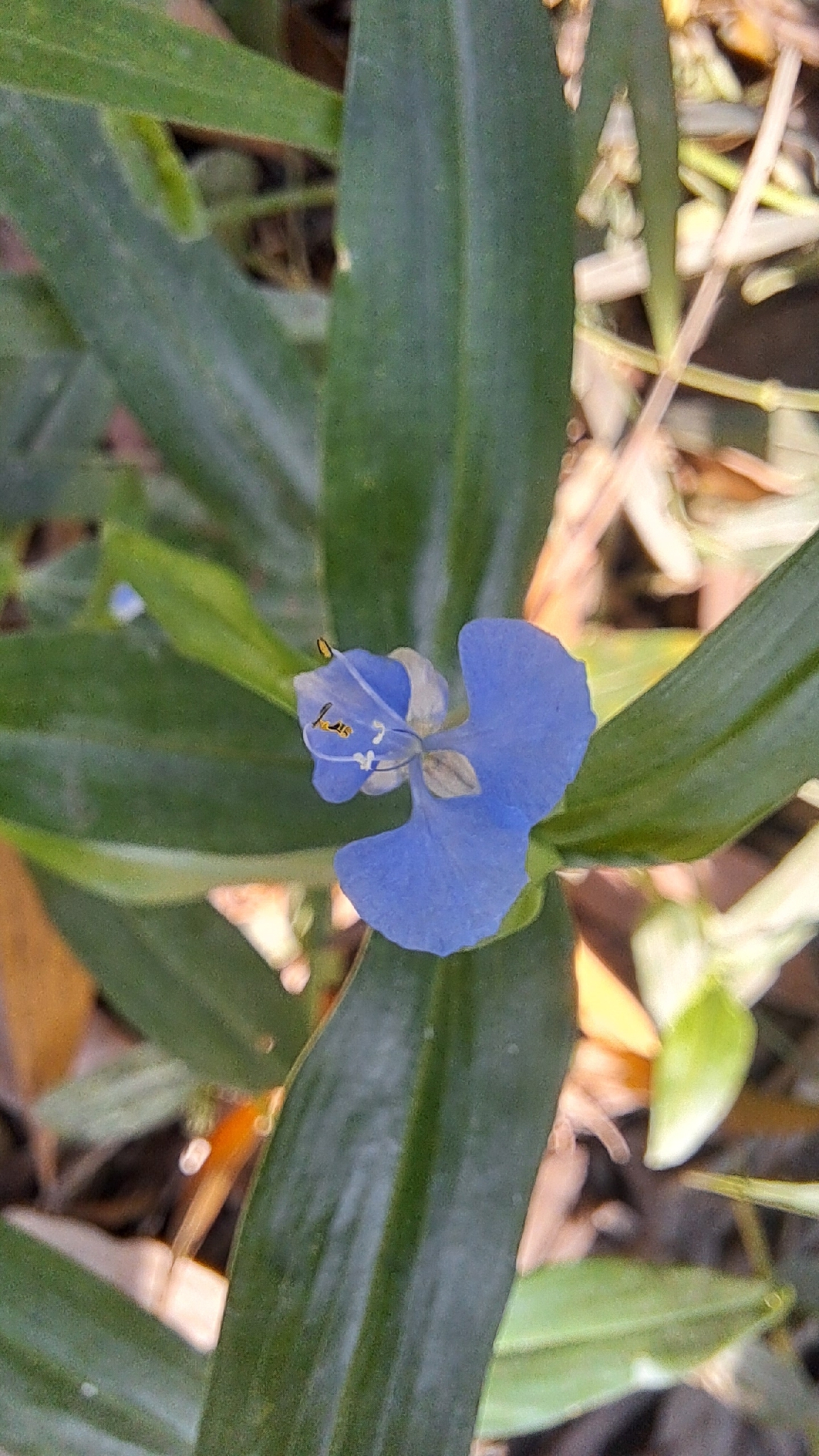 Commelina diffusa (Commelina diffusa)