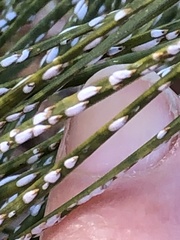 Chionaspis pinifoliae