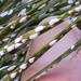 Pine Needle Scale - Photo (c) Susan J. Hewitt, some rights reserved (CC BY-NC), uploaded by Susan J. Hewitt