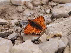 Boloria pales