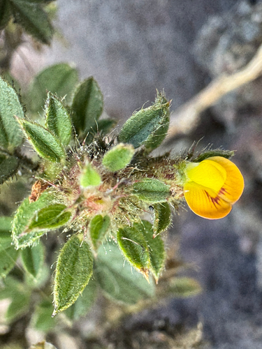 Stylosanthes viscosa observed 2026-02-17