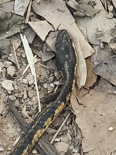 Common Bronzeback Tree Snake