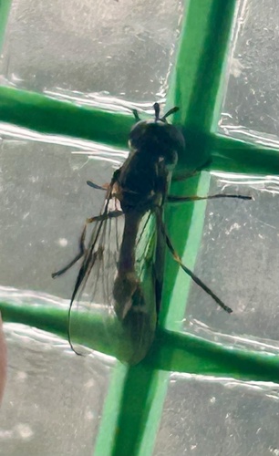 Unknown species found near Northwest Side, San Antonio, TX, US