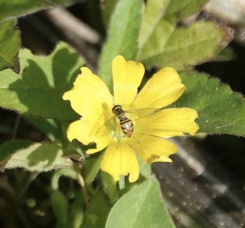 Unknown species found near Txdot Tract, Sugar Land, TX 77479, USA