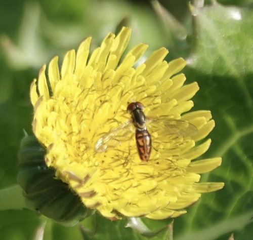 Unknown species found near Txdot Tract, Sugar Land, TX 77479, USA