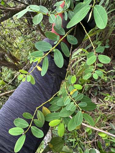 Euphorbia multiformis observed 2026-02-17