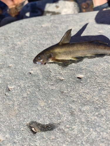 Chilean velvet catfish (Diplomystes chilensis) — Diplomystidae