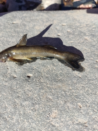 Chilean velvet catfish (Diplomystes chilensis) — Diplomystidae — 2