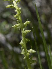 Platanthera sparsiflora