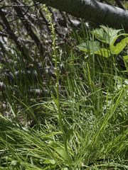 Platanthera sparsiflora