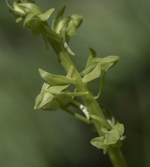 Platanthera sparsiflora