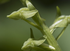 Platanthera sparsiflora