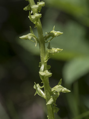 Platanthera sparsiflora