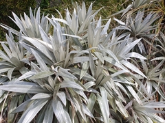 Celmisia semicordata stricta