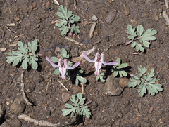 Dicentra uniflora