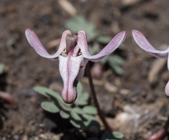 Dicentra uniflora