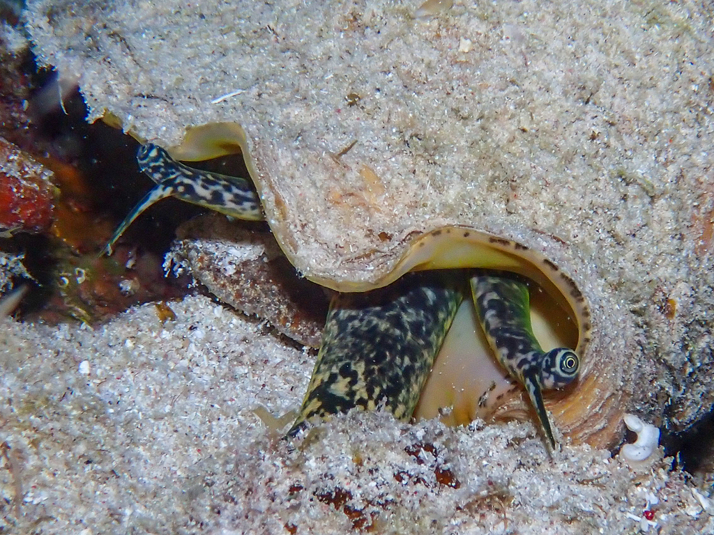 Queen conch partly out of its shell on the sand, with spotted body and stalked eye showing