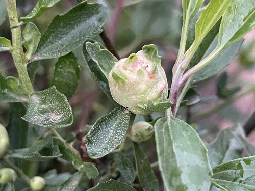 Unknown species found near Mar Scenic Trail, San Diego, CA, US
