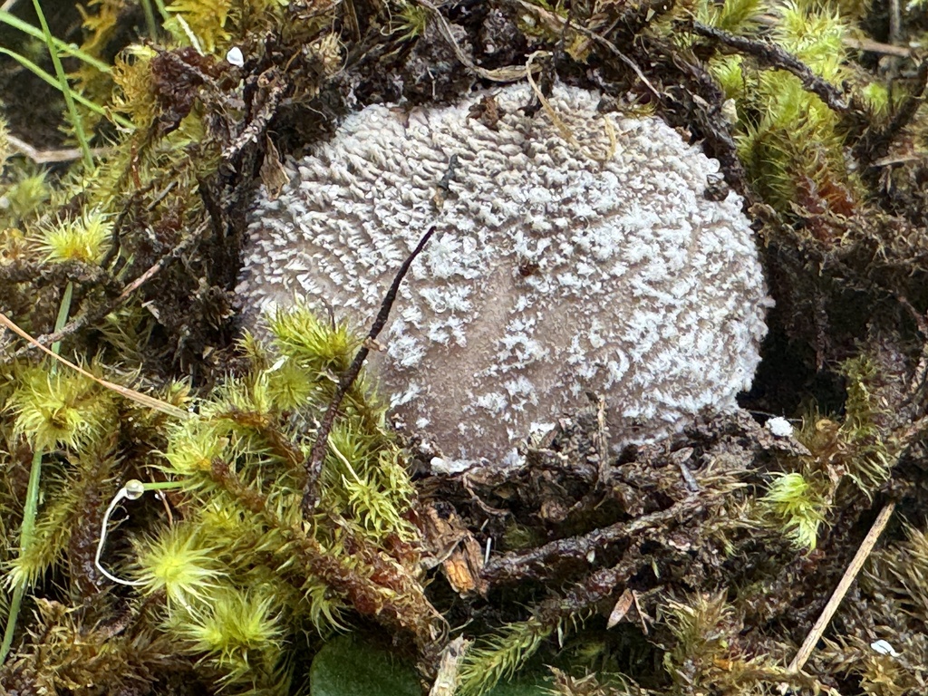 Amanita nehuta · February 2026 · photo: © iandickie (iNaturalist, cc-by)