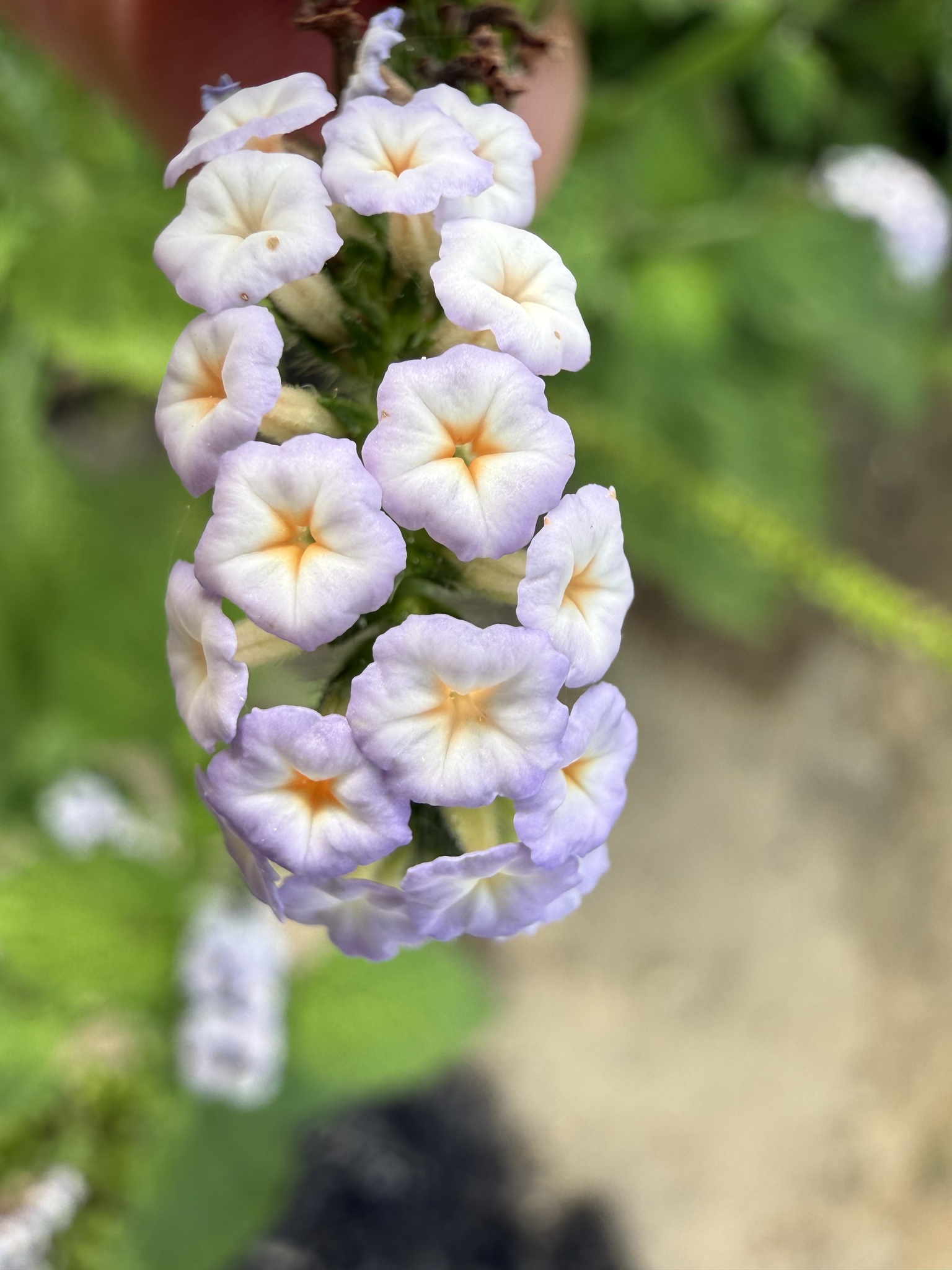 Heliotropium indicum (Heliotropium indicum)