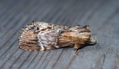 Dasylophia thyatiroides Walker, 1862