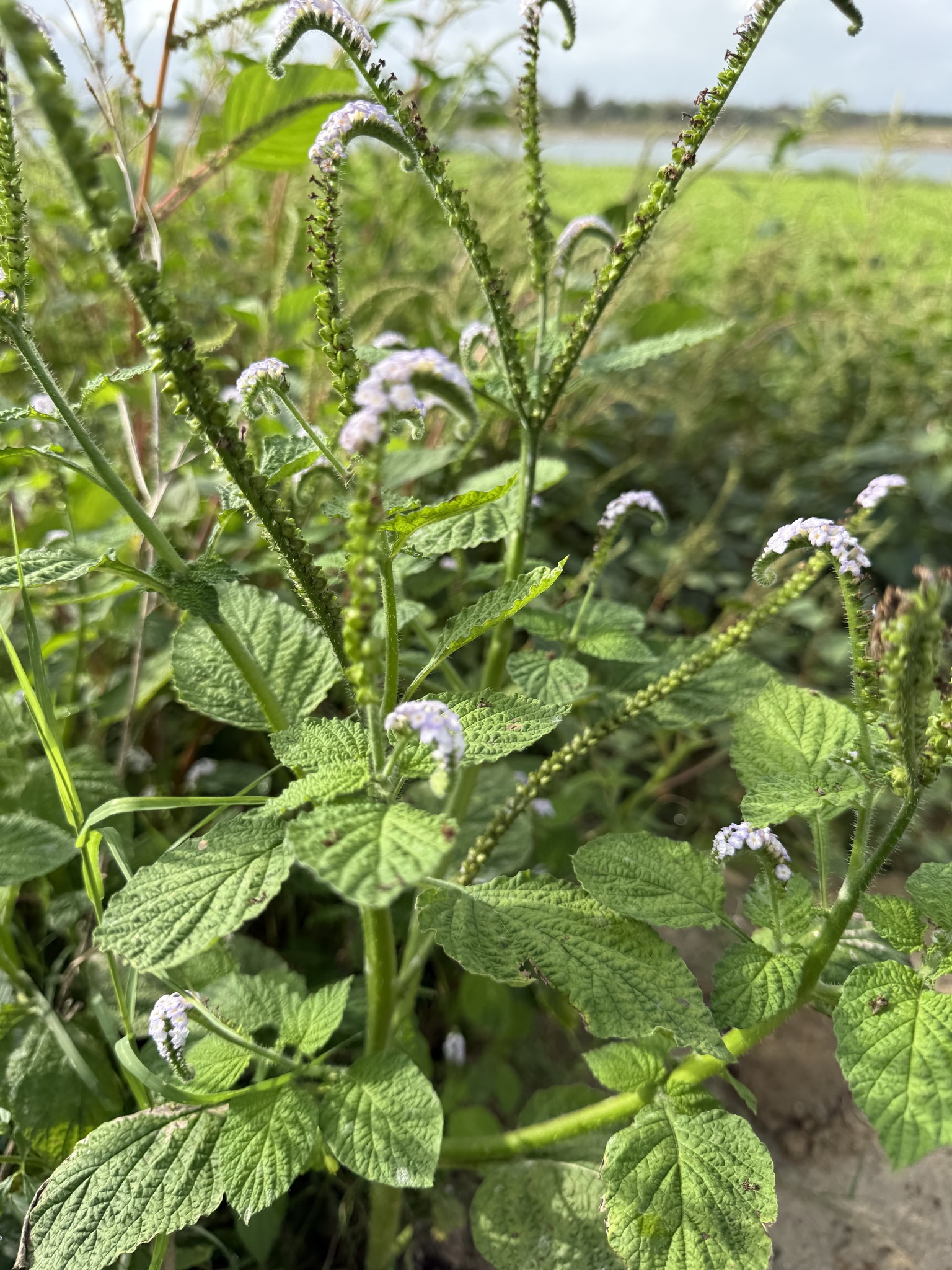 Heliotropium indicum — ảnh 2