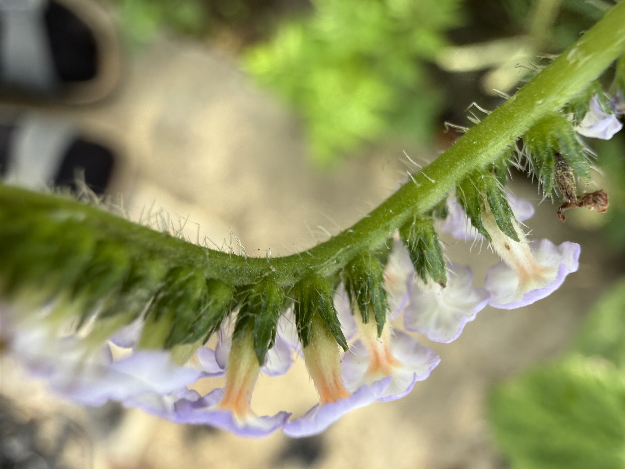 Heliotropium indicum — ảnh 3