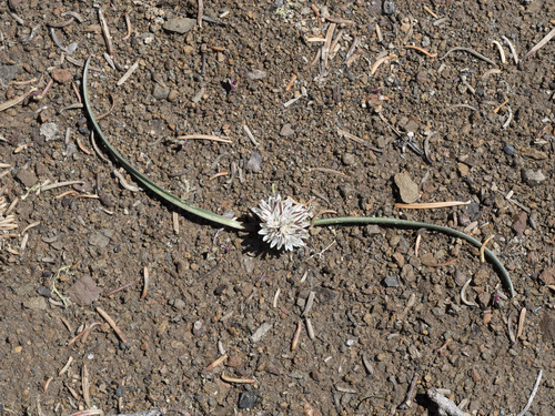 Allium obtusum var. obtusum