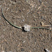 Allium obtusum obtusum - Photo (c) Todd Ramsden,  זכויות יוצרים חלקיות (CC BY-NC), uploaded by Todd Ramsden