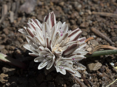 Allium obtusum obtusum