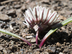 Allium obtusum obtusum