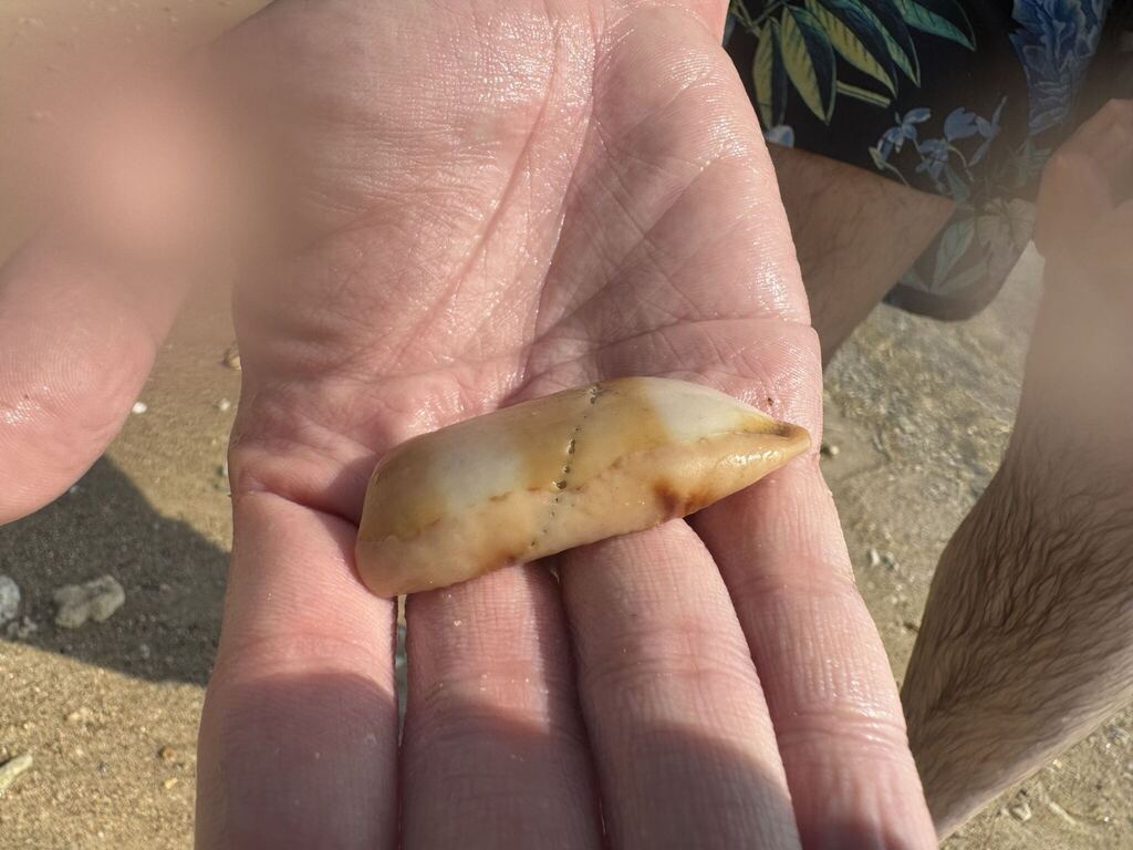 Eyed Cowrie