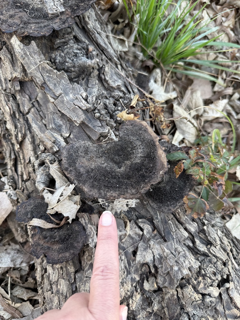 Hexagonia hydnoides · February 2026 · photo: © ashleyrsteel (iNaturalist, cc-by)