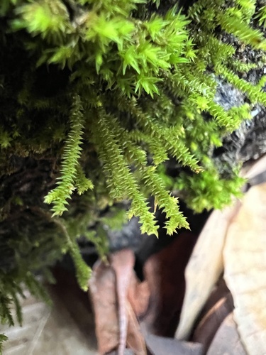 Cryphaea glomerata, 2026-02-17