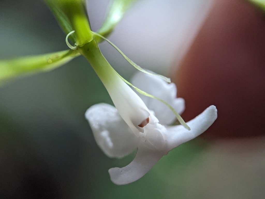 Epidendrum englerioides