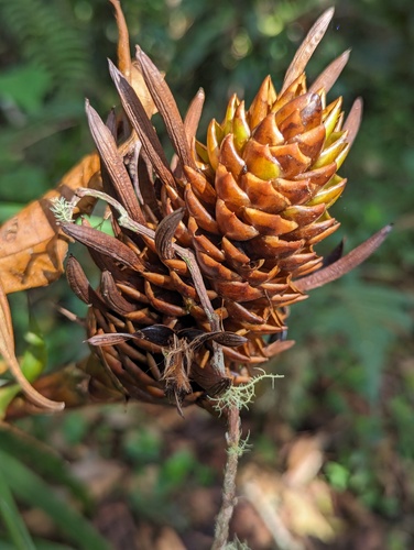 Guzmania coriostachya, photograph 3
