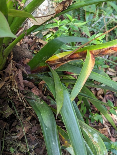 Guzmania coriostachya, photograph 4
